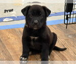 Small #1 Catahoula Leopard Dog-Labrador Retriever Mix