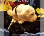 Small Photo #36 Dogo Argentino Puppy For Sale in JANE, MO, USA