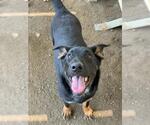 Small #1 Mutt