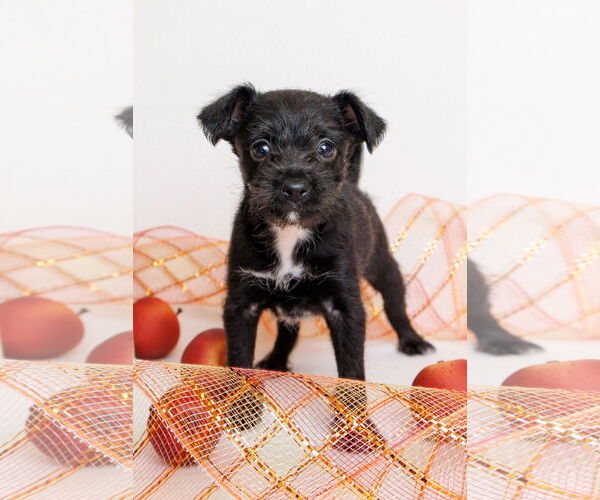 Medium Photo #4 Border Terrier-Chihuahua Mix Puppy For Sale in McKinney, TX, USA