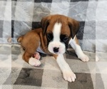 Puppy omega Boxer