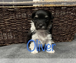 Havanese Puppy for sale in DODD CITY, TX, USA