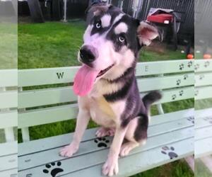 Siberian Husky Dogs for adoption in Long Beach, CA, USA