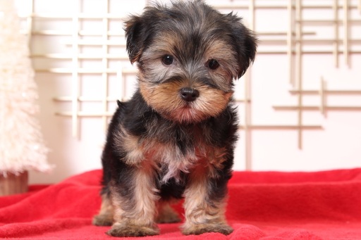 Medium Photo #1 Yorkshire Terrier Puppy For Sale in BEL AIR, MD, USA
