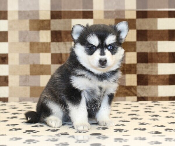 Medium Photo #4 Pomsky Puppy For Sale in DENVER, PA, USA