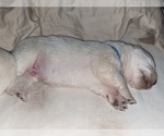 Small Photo #9 Maremma Sheepdog Puppy For Sale in THORN HILL, TN, USA