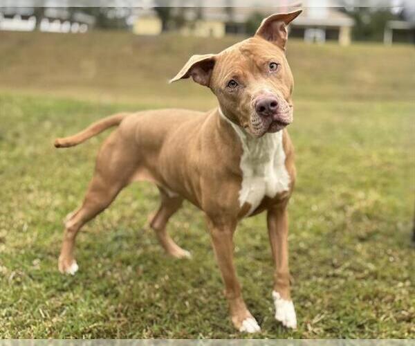 Medium Photo #1 American Pit Bull Terrier Puppy For Sale in St. Cloud, FL, USA