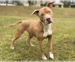 Small American Pit Bull Terrier