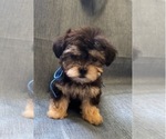 Small #2 Pyredoodle (Toy)