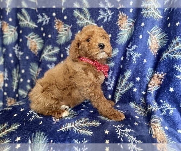 Medium Photo #5 Poodle (Standard) Puppy For Sale in LAKELAND, FL, USA