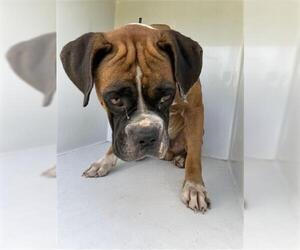 Boxer Dogs for adoption in Houston, TX, USA