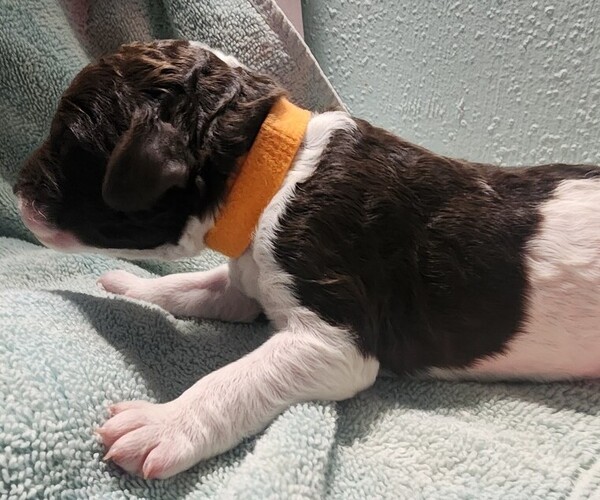 Medium Photo #21 Poodle (Standard) Puppy For Sale in CLAYTON, WA, USA