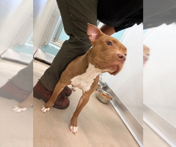 Medium Photo #2 Mutt Puppy For Sale in Temple, TX, USA