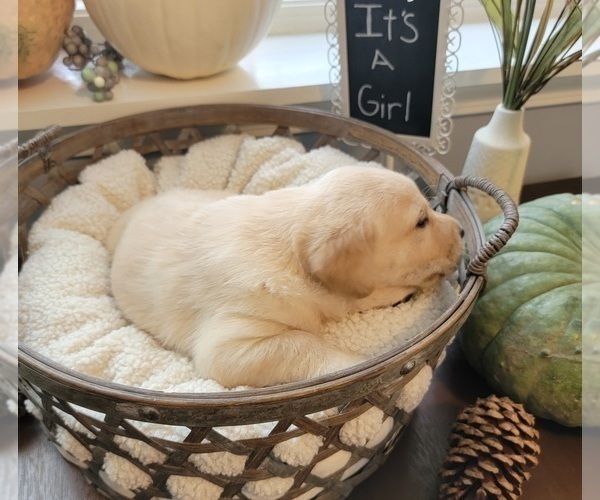 Medium Photo #8 Labrador Retriever Puppy For Sale in GOBLES, MI, USA