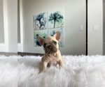 Small Photo #8 French Bulldog Puppy For Sale in ARLINGTON, TX, USA