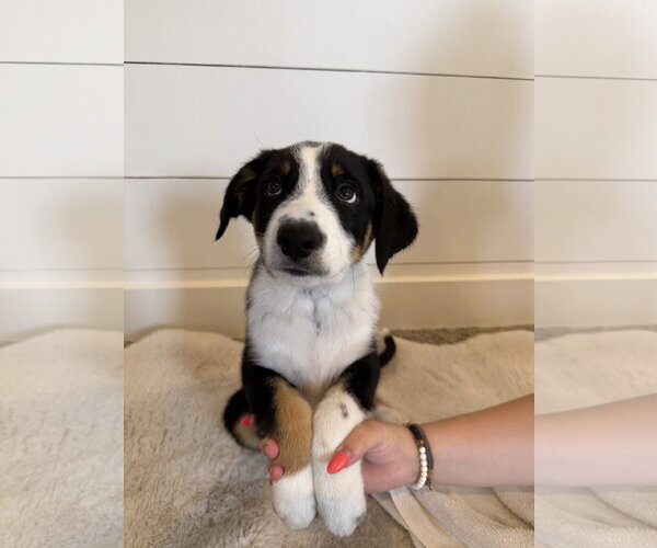 Medium Photo #3 Border Collie-Unknown Mix Puppy For Sale in Sandy, UT, USA