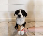 Small #2 Border Collie Mix