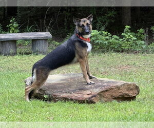German Shepherd Dog Dogs for adoption in Plantation, FL, USA