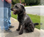 Small #2 Poodle (Standard) Mix
