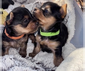 Yorkshire Terrier Puppy for sale in LOUISBURG, NC, USA