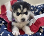 Small Photo #4 Siberian Husky Puppy For Sale in WORTHINGTON, KY, USA