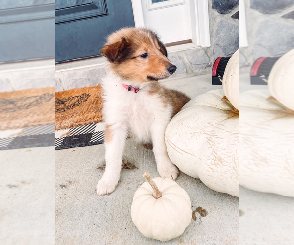 Medium Photo #5 Collie Puppy For Sale in FREDERICK, MD, USA