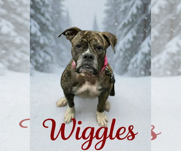 Medium Photo #1 Boxer-Unknown Mix Puppy For Sale in Dumont, NJ, USA