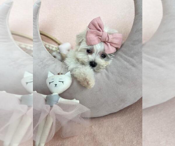 Medium Photo #8 Maltese Puppy For Sale in ORLANDO, FL, USA