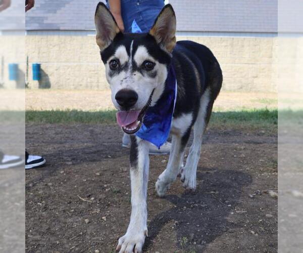 Medium Photo #1 Huskies -Unknown Mix Puppy For Sale in San Antonio, TX, USA
