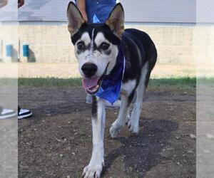 Huskies -Unknown Mix Dogs for adoption in San Antonio, TX, USA