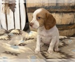 Small #4 Brittany