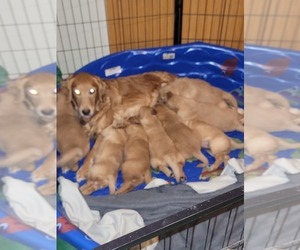 Mother of the Golden Retriever puppies born on 10/28/2025