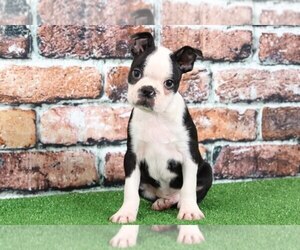 Boston Terrier Puppy for sale in BEL AIR, MD, USA