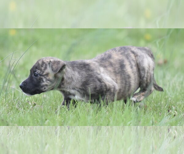 Medium Photo #4 Chihuahua-Unknown Mix Puppy For Sale in Mechanicsburg, PA, USA