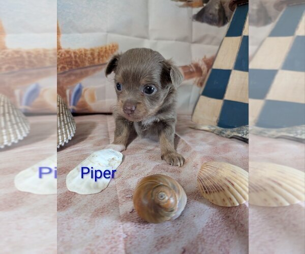 Medium Photo #5 Chihuahua Puppy For Sale in LEBANON, PA, USA