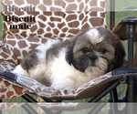 Small #2 Shih Tzu