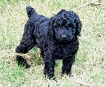 Small Photo #1 Poodle (Standard) Puppy For Sale in DYERSBURG, TN, USA