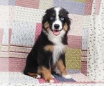 Small #1 Miniature Australian Shepherd