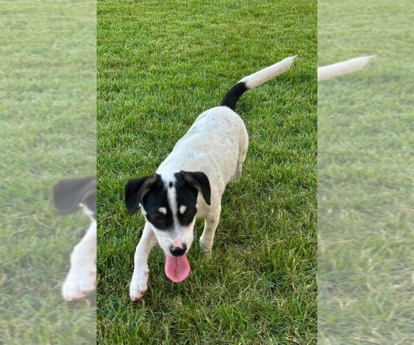Medium Photo #3 Parson Russell Terrier-Unknown Mix Puppy For Sale in FRAMINGHAM, MA, USA