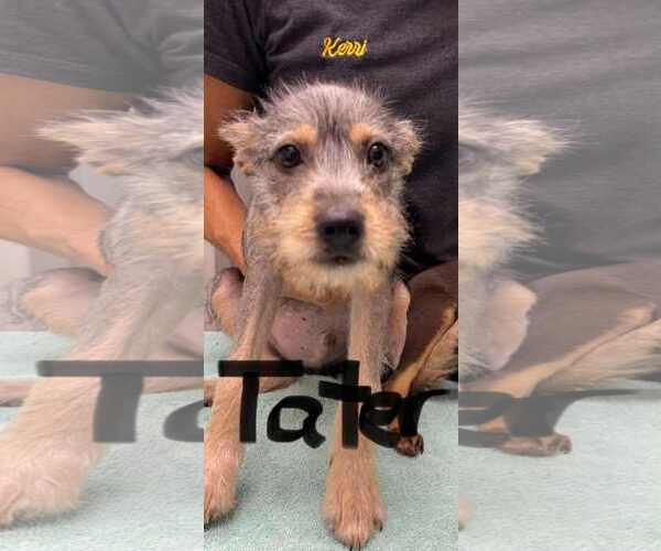Medium Photo #1 Mutt Puppy For Sale in NYC, NY, USA