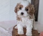 Small Photo #30 Cavapoo (Miniature) Puppy For Sale in GOSHEN, IN, USA