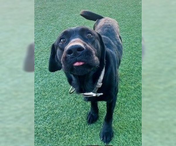 Medium Photo #2 Labrador Retriever-Unknown Mix Puppy For Sale in Woodbury, NY, USA