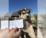 Puppy Puppy 1 Labrador Retriever-Siberian Husky Mix