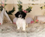 Small Photo #7 Zuchon Puppy For Sale in WARSAW, IN, USA
