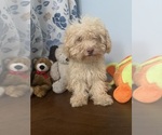 BichPoo puppies - Male Bichpoo Puppy for Sale - Photo #40
