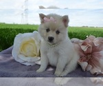 Small Photo #1 Pomsky Puppy For Sale in HONEY BROOK, PA, USA