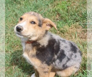 Australian Shepherd-German Shepherd Dog Mix Puppy for sale in jasper, AR, USA