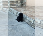Small Photo #9 ShihPoo Puppy For Sale in TAMPA, FL, USA