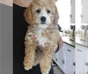 Goldendoodle Puppy for sale in MILWAUKEE, WI, USA