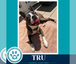 Small #2 Boston Terrier